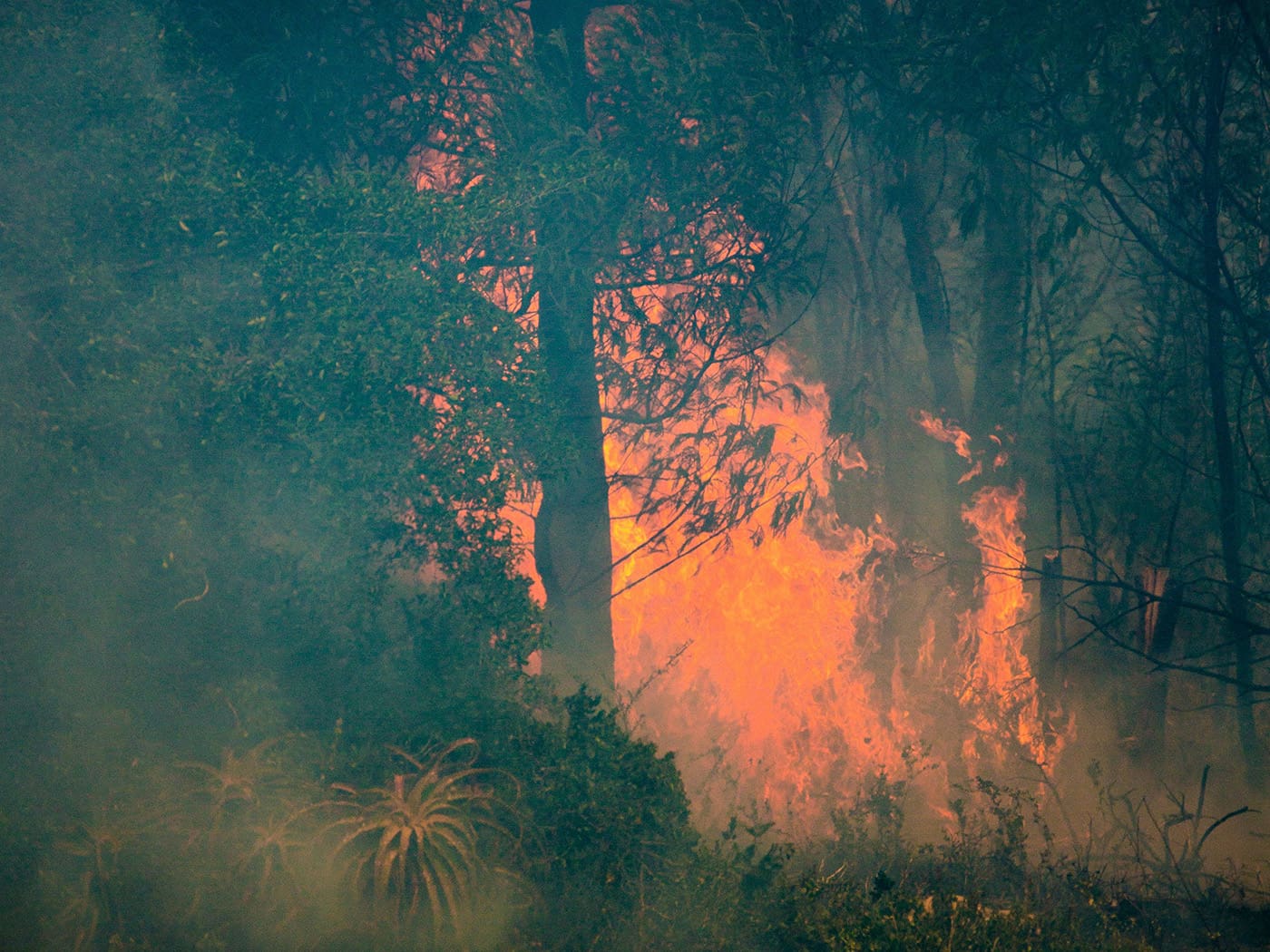 Health impacts of the Australian bushfires