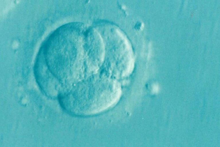 Response to NHMRC consultation on mitochondrial donation