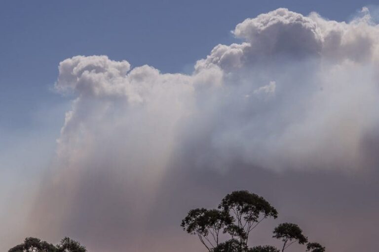 AAHMS provides evidence to the Senate’s bushfire inquiry